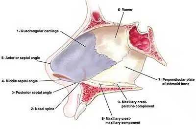 Differential diagnosis of nasal obstruction