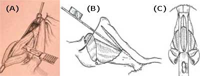 Figure 19
